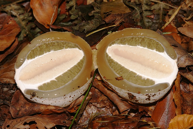 Stinkhorn2